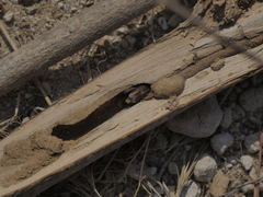 Xylotrechus smei
