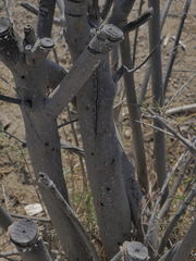 Xylotrechus smei