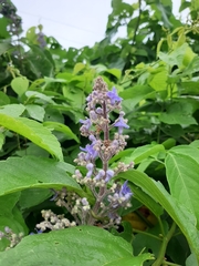 Vitex negundo