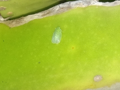 Tropiduchinae