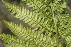 Dryopteris oreades