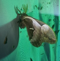 Callosamia angulifera