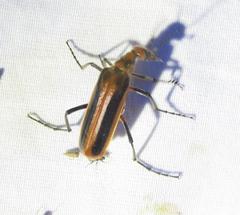Pyrota tenuicostatis