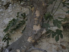 Xylotrechus smei