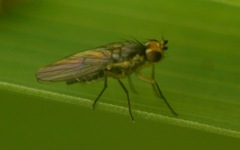 Cerodontha denticornis