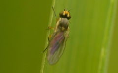 Cerodontha denticornis