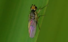 Cerodontha denticornis