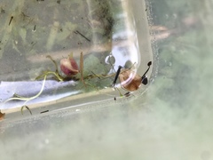Limnoporus canaliculatus