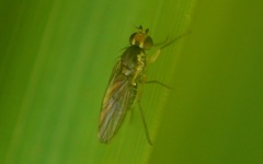 Cerodontha denticornis