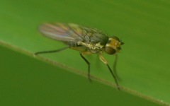 Cerodontha denticornis