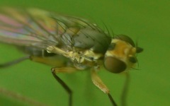 Cerodontha denticornis