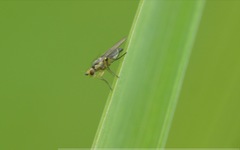 Cerodontha denticornis