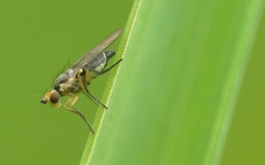 Cerodontha denticornis