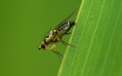 Cerodontha denticornis