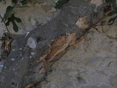 Xylotrechus smei