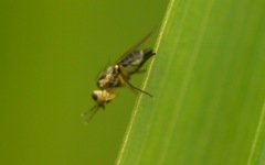 Cerodontha denticornis