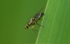 Cerodontha denticornis