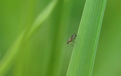 Cerodontha denticornis