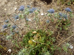 Eryngium dilatatum