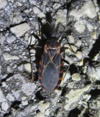 Triatoma lecticularia