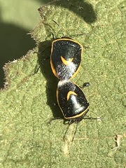Cosmopepla decorata