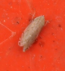 Flexamia