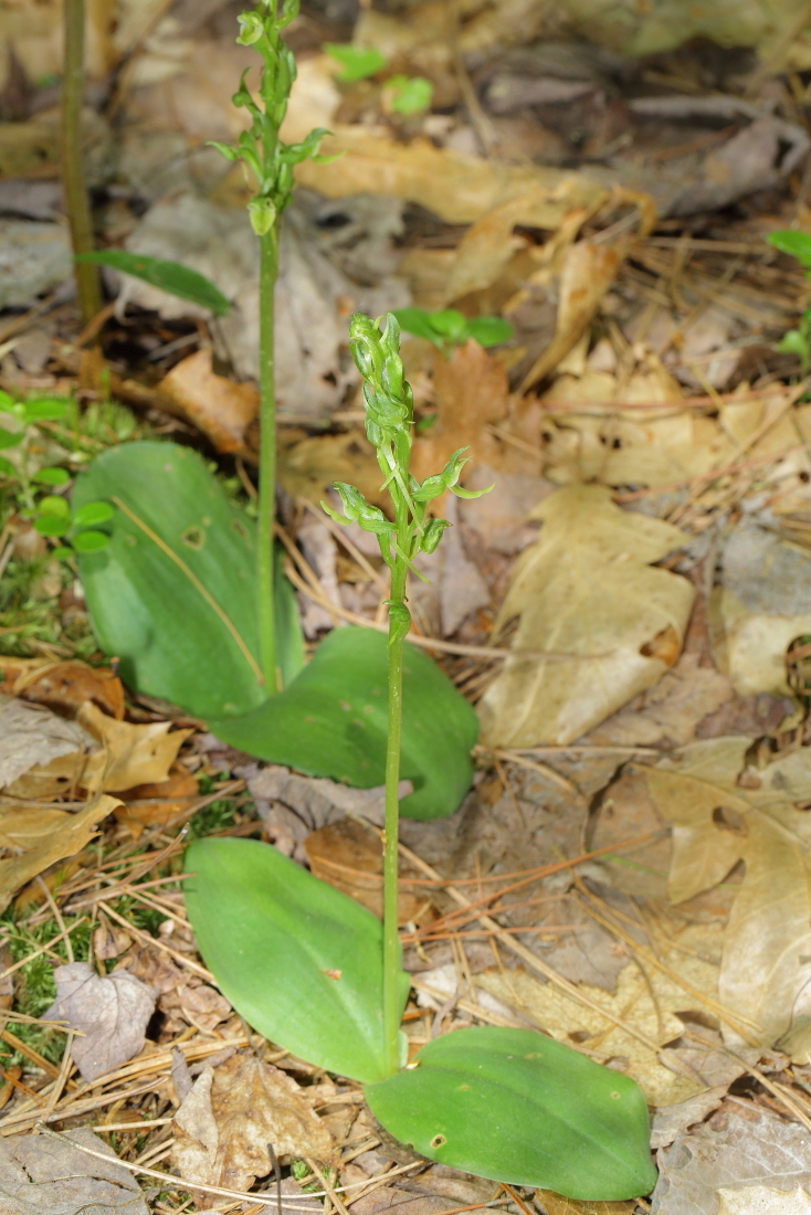 Platanthera hookeri