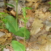 Hooker's Orchid - Photo (c) allenwoodliffe, some rights reserved (CC BY-NC), uploaded by allenwoodliffe
