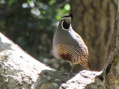 Callipepla californica