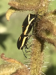 Cosmopepla decorata