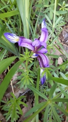 Iris graminea