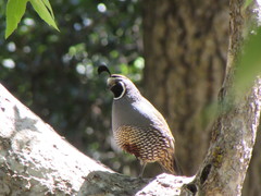 Callipepla californica