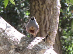 Callipepla californica