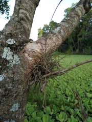 Tillandsia recurvata image