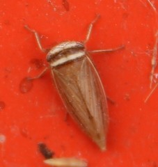 Pendarus magnus