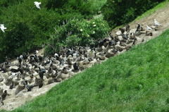 Leucocarbo chalconotus