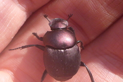 Canthon chalcites