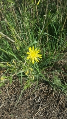 Grindelia subalpina