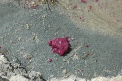 Thiohalocapsa halophila
