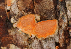 Gloeoporellus merulinus