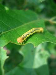 Erannis tiliaria