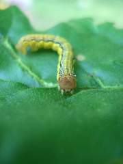Erannis tiliaria