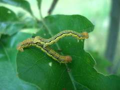 Erannis tiliaria