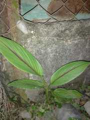Curcuma zedoaria