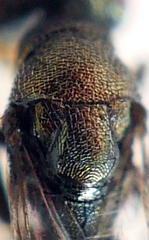 Ormyromorpha