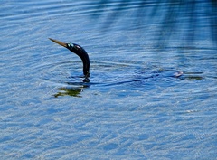 Anhinga anhinga