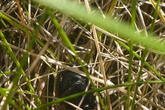 Canthon chalcites