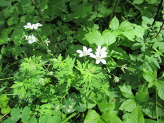Geranium krylovii