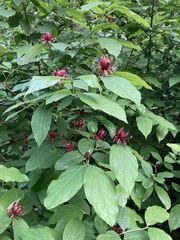 Calycanthus floridus