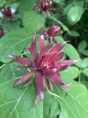 Calycanthus floridus